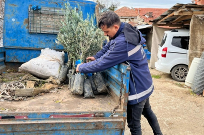 Eskişehir Büyükşehir’den üreticiye zeytin fidanı desteği