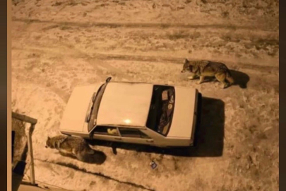Yoğun kar sonrası kurtlar şehir merkezine indi