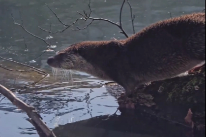 Yedigöller’de nesli tehlike altında olan su samuru görüntülendi