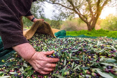 Türkiye’nin zeytin ve zeytinyağı mirası fotoğrafla geleceğe taşınıyor