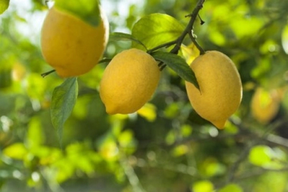 Limon ithalatına kapı açıldı! Limonda 'gümrük' yüzde 10'a düşürüldü